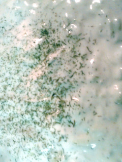 A picture of tzatziki sauce.