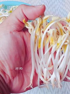 Hình của món Làm GIÁ sạch tại nhà.
