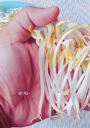 Hình của món Làm GIÁ sạch tại nhà.
