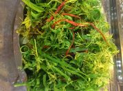 A picture of cá chép giòn om dưa