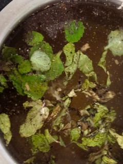 કાવો (Kavo Recipe In Gujarati) રેસીપી મુખ્ય ફોટો
