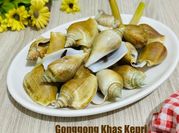 Gambar siput gonggong bangka belitung