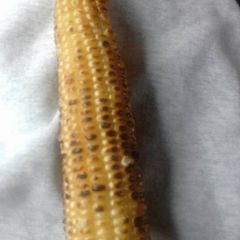 A picture of Roasted maize.