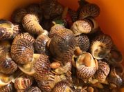 Gambar olahan keong seafood