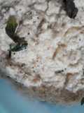 Pesto di melanzane
