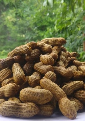 गरमागरम वाफवलेल्या भुईमुगाच्या शेंगा (boiled peanuts recipe in marathi) रेसिपी चे मुख्य फोटो 
