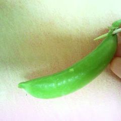 How to de-String Sugar Snap Peas A picture of How to de-String Sugar Snap Peas.