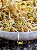 LENTEJAS Germinadas en Casa...!🌿