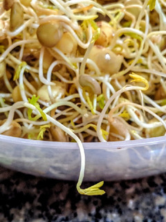 Una foto de LENTEJAS Germinadas en Casa...!🌿