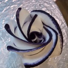 A picture of Two tone cream rose.