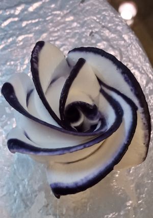 A picture of Two tone cream rose.
