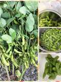 Boiled Edamame with Salt
