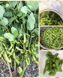Boiled Edamame with Salt