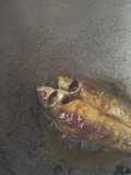 Fried bata fish