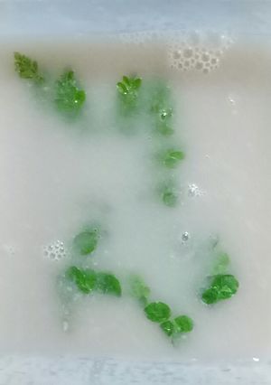 Foto resep Agar agar daun kelor。