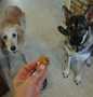 Easy Way Prepare Sammie&#39;s Carrot, Apple and Peanut Butter Doggie Treats the So Delicious Appealing