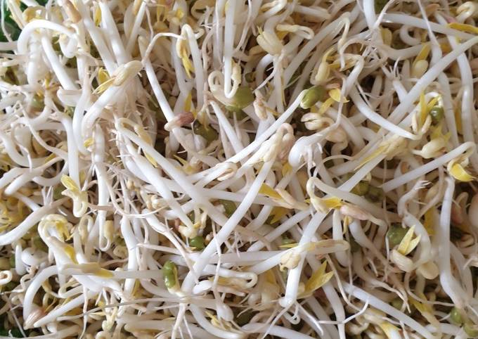 Resep Bikin toge sendiri dirumah yang Enak Banget