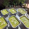 Softie cake green tea