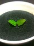 Easy and Delicious! Black Sesame Pudding