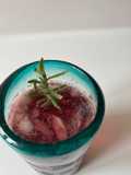 Mezcalina