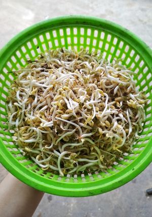 Hình của món Giá đỗ tự ủ.