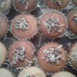 Muffins de coco