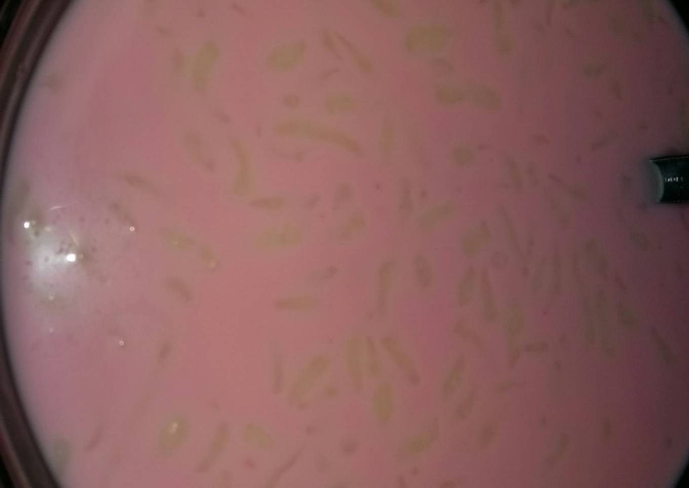 Es Cendol Susu Cocopandan