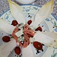 Endibias a la crema