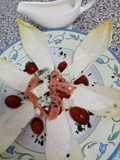 Endibias a la crema