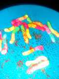 Mexican Sour Gummi Worms