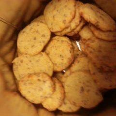 A picture of Cheese Snacks.