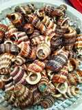 Tips memotong cengkerang siput sedut/belitung
