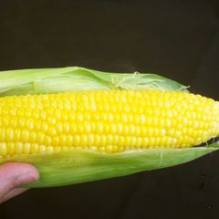 A picture of Simple Corn on the Cob! Microwave.