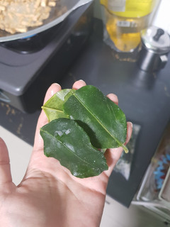 Foto resep Tips Dapur #04 Menyimpan Daun Jeruk