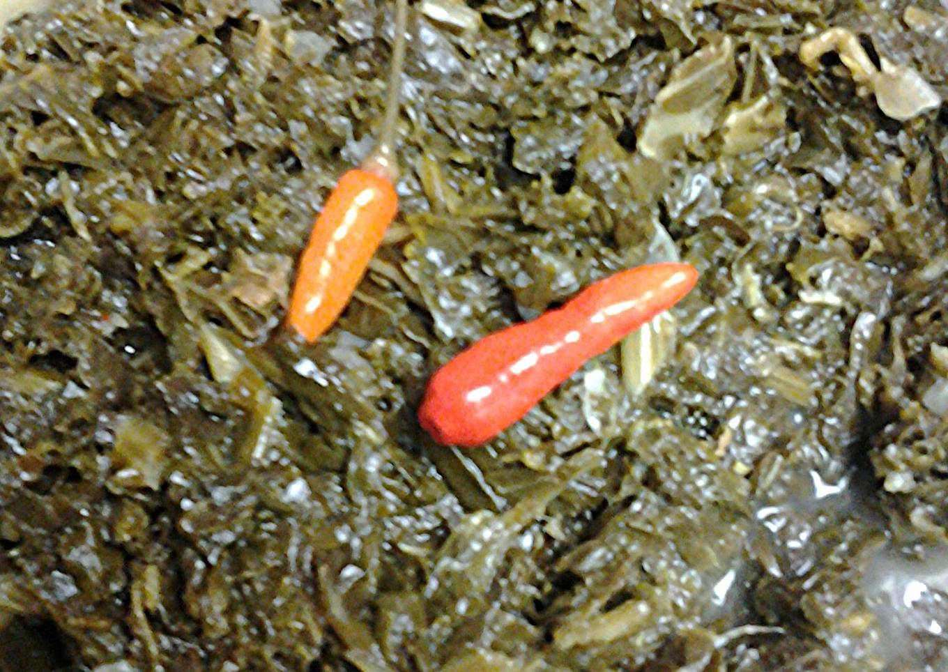 Kale spinach and onions