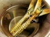 pacific saury fish