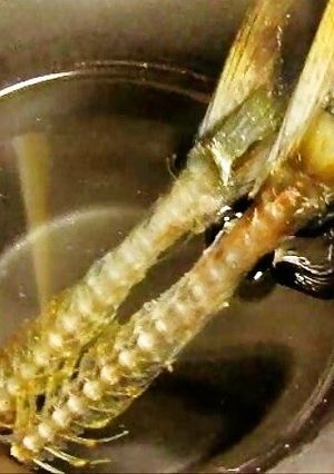 A picture of Pacific Saury Bones Soaked in Sake (Horse Mackerel or Sardines are OK too).