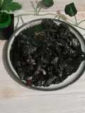 Cumi hitam balakutak