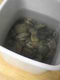 How to Degrit Manila Clams