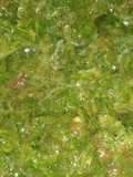 Pudina chutney