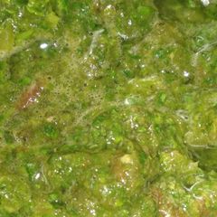 A picture of Pudina chutney.