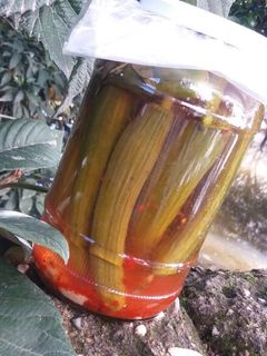 عکسی از دستور خیارشور