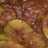 Semur jengkol pedas manis