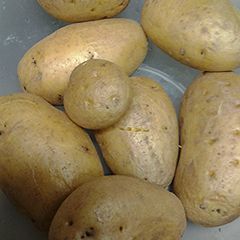 A picture of Skye's microwaved potatoes.