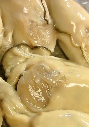 A picture of How to Prepare Oysters.
