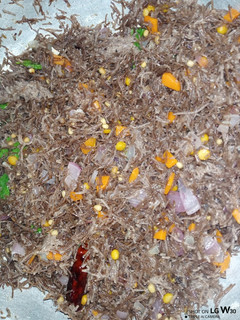 கேப்பை சேமியா உப்புமா (Keppai Semya Uppma recipe in tamil) செய்முறை முக்கிய புகைப்படம்