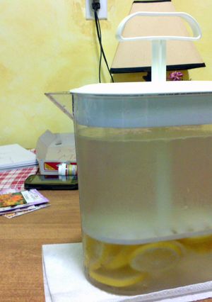 A picture of fresh lemonade.