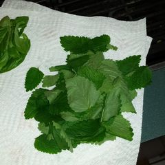 A picture of Lemon Balm, Sweet Basil, and Cinnamon Tea.