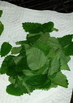 A picture of Lemon Balm, Sweet Basil, and Cinnamon Tea.