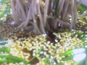 A picture of meat soba